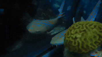 New England Aquarium Shark GIF by Storyful