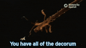 Skeleton Shrimp GIF by Monterey Bay Aquarium