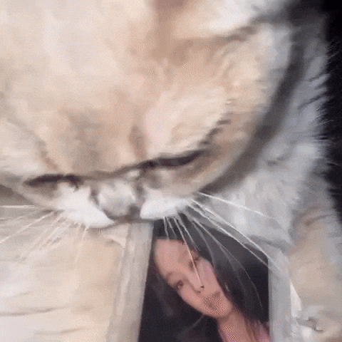 Cat Eat GIF