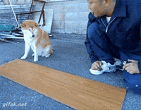 shiba inu friends GIF