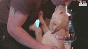 dog GIF by The Dodo
