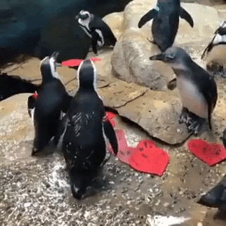 valentines day love GIF by California Academy of Sciences