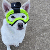 Dji GIF