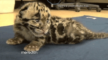 cat kitten GIF by The Meredith Vieira Show