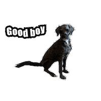 mimmilofstrand fun dog good boy Sticker