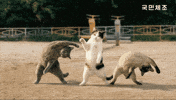 국민체조 GIF