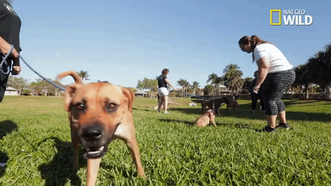 Dog Pups GIF by Nat Geo Wild