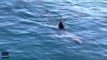 Sighting of Salmon Shark Near Californian Island