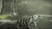 GIF by Giffffr