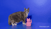 Cat GIF by Klaus