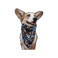 Corgi Lol Sticker by Geekster Pets