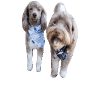 Geekstersquad Sticker by Geekster Pets