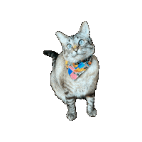 Star Wars Cat Sticker by Geekster Pets