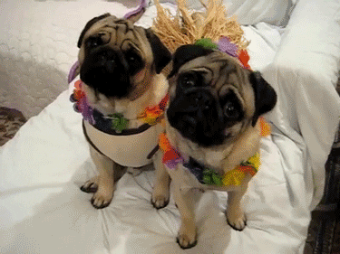 drag dress GIF