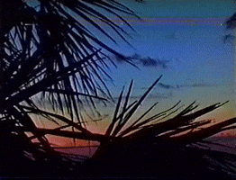 hi8 Sunset palms