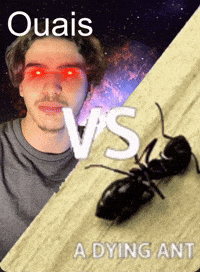Vs Owais GIF
