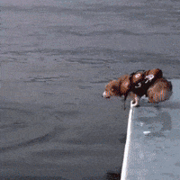 Excited Dog GIF by J. Lupo Arms