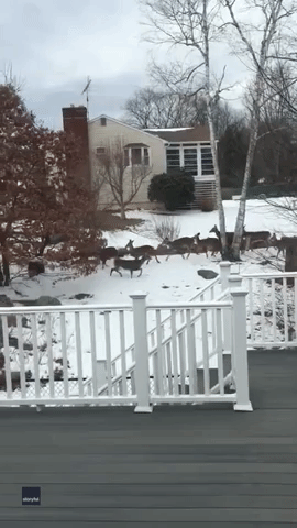 Deer Herd Gathers Near New Hampshire Home
