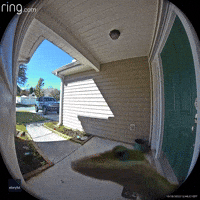 Lizard Licks Doorbell Camera in South Carolina