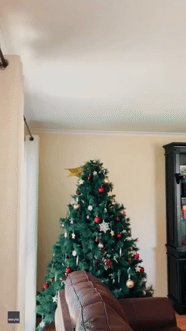 Family Find Snake Slithering Around Christmas Tree