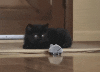cat kitty GIF