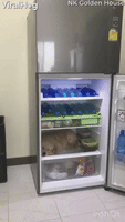 Doggy Cools off in Comfy Fridge
