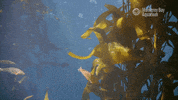Ocean Kelp GIF by Monterey Bay Aquarium