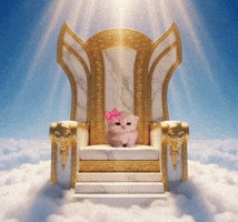 Cat Kitty GIF