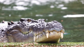 Elvis the Crocodile Fed by His Namesake at Australian Park