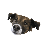 Dog Puppy Sticker by CRAVE by Carli Rae Vergamini