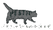 Cat Sticker