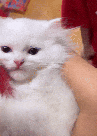 Baby Hello GIF