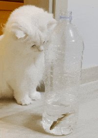 Cat GIF