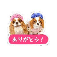 Cavalierkingcharlesspaniel Sticker