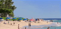 hawaii GIF