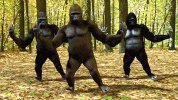gorillas dancing GIF
