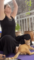 Adorable Kitten Interrupts Yogi's Flow
