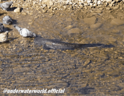 Fishing Pigeon GIF
