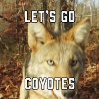 Let's Go Coyotes