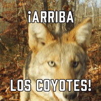 ¡Arriba Los Coyotes!