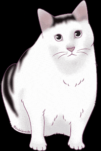 Confused Cat GIF