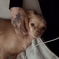 Cute Girl Dog GIF