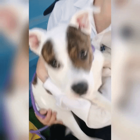 SPCA giphyupload GIF