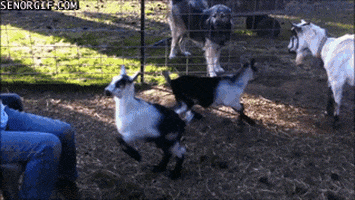 Goat Karate GIF