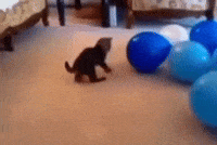 Cat Boom GIF