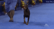national dog show 2018 GIF by NBC