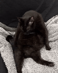 mannycat annoyed black cat funny cat annoyed cat GIF