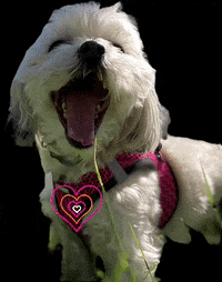 Pam GIF by Paws Around Motown