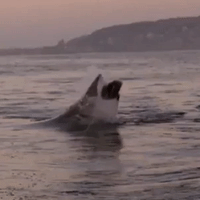 Great White Shark Breaches the Water in Mossul Bay