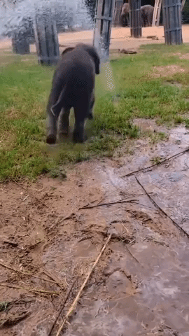 Baby Elephant Plays With Water Hose at Fort Worth
